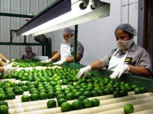 Сортировка авокадо